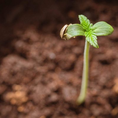 beginner-cannabis-seeds